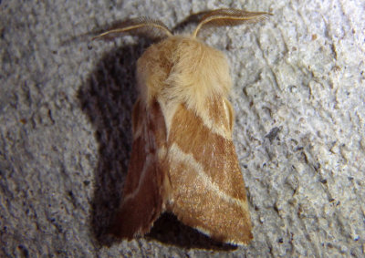 7702 - Malacosoma californica; Western Tent Caterpillar Moth