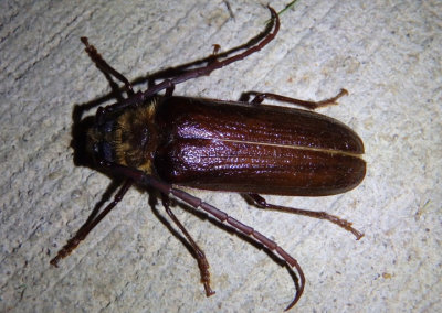 Tragosoma harrisii; Long-horned Beetle species; male