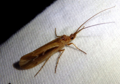 Limnephilus Northern Caddisfly species