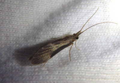 Lepidostoma Bizarre Caddisfly species