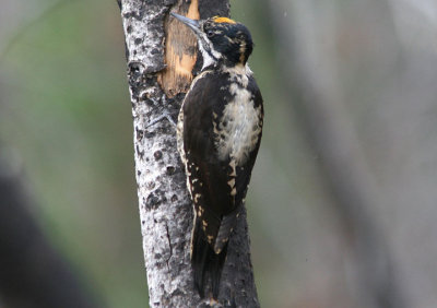 American Three-toed Woodpecker; male
