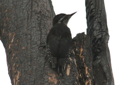 Black-backed Woodpecker; juvenile