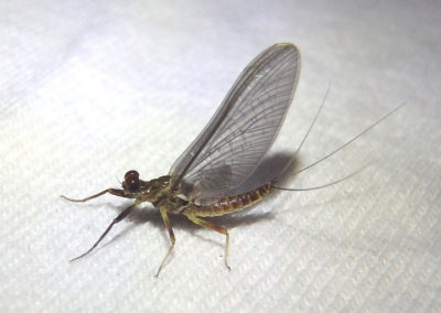 Drunella coloradensis; Spiny Crawler Mayfly species; male