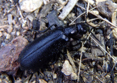 Epicauta puncticollis; Punctate Blister Beetle