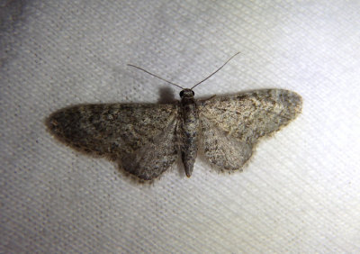 7449-7605 - Eupithecia Pug Moth species