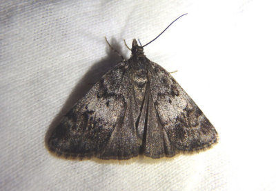 4703 - Gesneria centuriella; Crambid Snout Moth species
