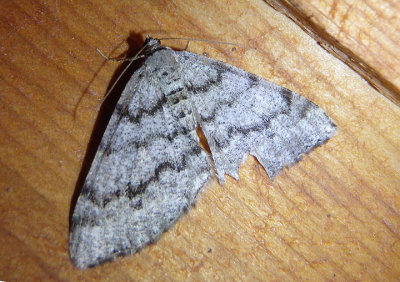 6346 - Macaria unipunctaria; Geometrid Moth species