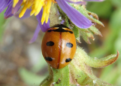 Coccinella transversoguttata; Transverse Lady Beetle