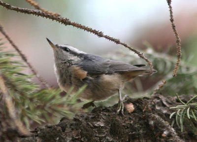 Red-breasted Nuthatch; immature