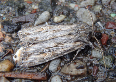 9325-9385 - Apamea Noctuid Moth species