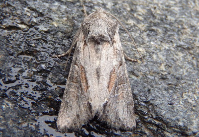 10394 - Lacinipolia vicina; Dart Moth species