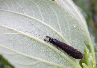 Mystacides sepulchralis; Black Dancer