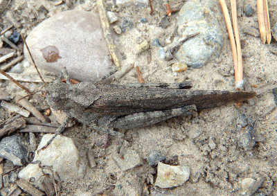 Trimerotropis verruculata suffusa; Crackling Forest Grasshopper; female