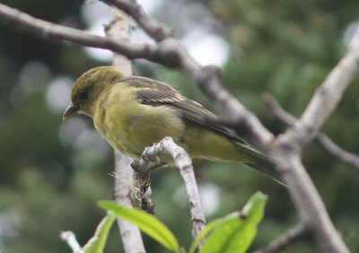 Western Tanager; female