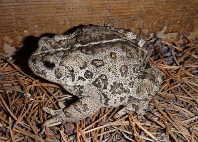 Woodhouse's Toad