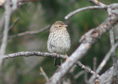 Brewer's Sparrow; immature