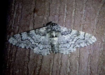 6640 - Biston betularia; Pepper and Salt Geometer