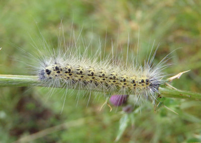 8140 - Hyphantria cunea; Fall Webworm