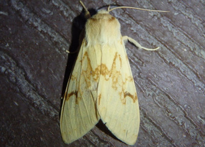 8214 - Lophocampa maculata; Spotted Tussock Moth