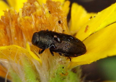 Melanthaxia Metallic Wood-boring Beetle species