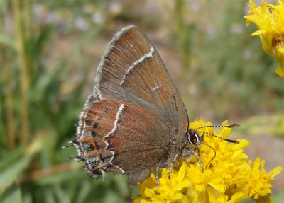 Callophrys spinetorum; Thicket Hairstreak