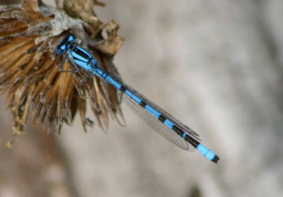Enallagma boreale; Boreal Bluet; male