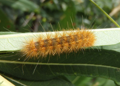 8131 - Estigmene acrea; Salt Marsh caterpillar