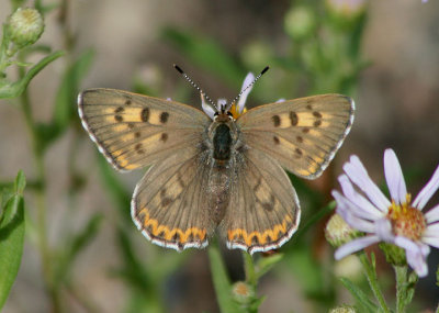 Lycaena helloides; Purplish Copper; female