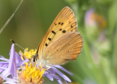 Lycaena helloides; Purplish Copper