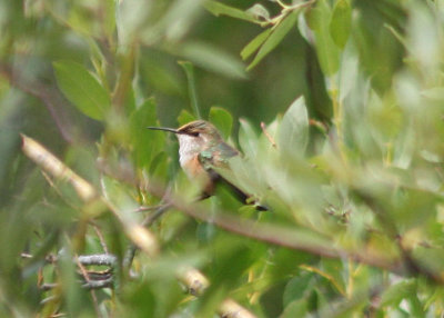 Rufous Hummingbird; immature