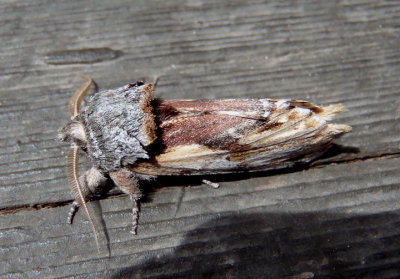 8010 - Schizura concinna; Red-humped Caterpillar Moth 