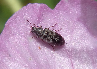 Listrus Soft-winged Flower Beetle species