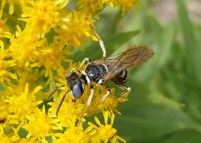 Philanthus Bee Wolf species