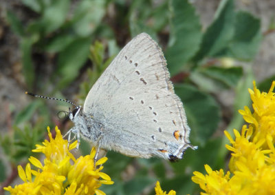 Satyrium sylvinus; Sylvan Hairstreak