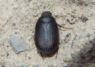 Serica June Beetle species