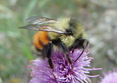 Bombus melanopygus; Black-tailed Bumble Bee