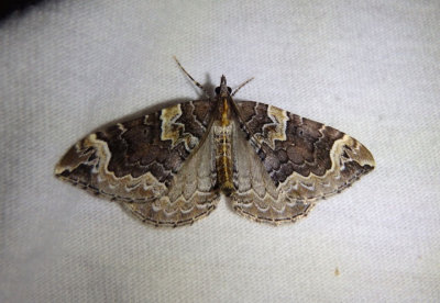 7207 - Eulithis xylina; Geometrid Moth species