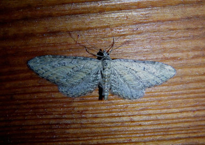 7449-7605 - Eupithecia Geometrid Moth species