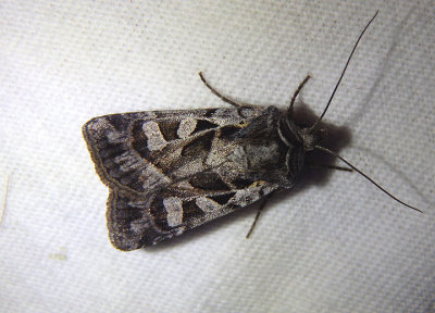 10854 - Euxoa servitus; Dart Moth species