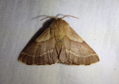 7702 - Malacosoma californica; Western Tent Caterpillar Moth; female