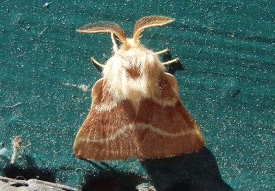 7702 - Malacosoma californica; Western Tent Caterpillar Moth; male