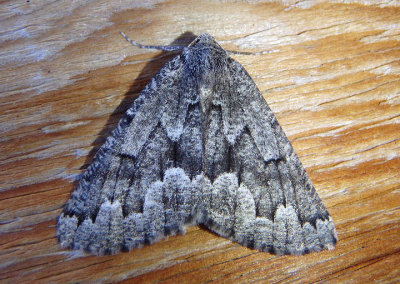 7005 - Enypia venata; Variable Girdle