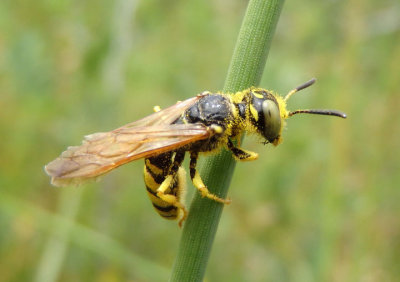 Philanthus Bee Wolf species