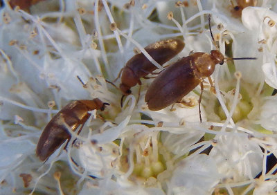 Anaspis ruda; False Flower Beetle species