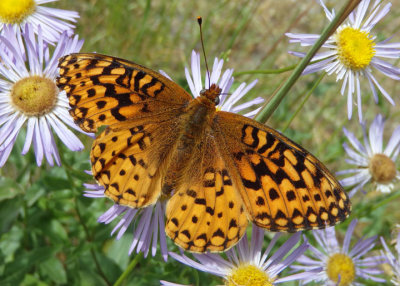 Speyeria hydaspe; Hydaspe Fritillary