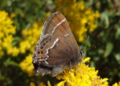 Callophrys spinetorum; Thicket Hairstreak