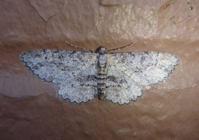 6455-6477 - Stenoporpia Geometrid Moth species