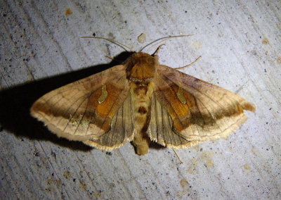 8917 - Autographa metallica; Owlet Moth species