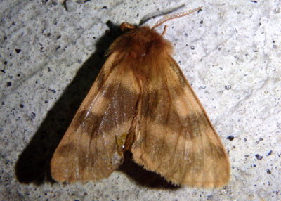 8160 - Neoarctia beanii; Bean's Tiger Moth