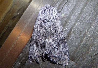 9275 - Acronicta lupini; Dagger Moth species